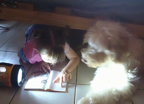 The left side of a white Australian Cobberdog that is reading a book under a bed with a little girl.