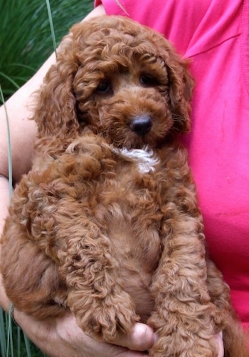 A brown with white Australian Cobberdog puppy is laying back in the arm of a person that is holding it up.