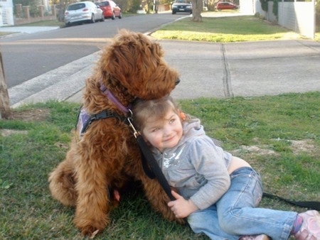 The front right side of a brown Australian Cobberdog that is sitting on grass with a little girl.