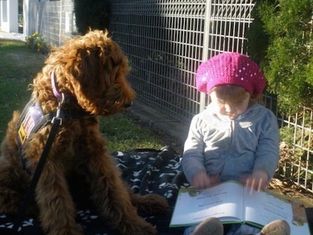 The front right side of a brown Australian Cobberdog that is sitting on a blanket with a little girl reading book.