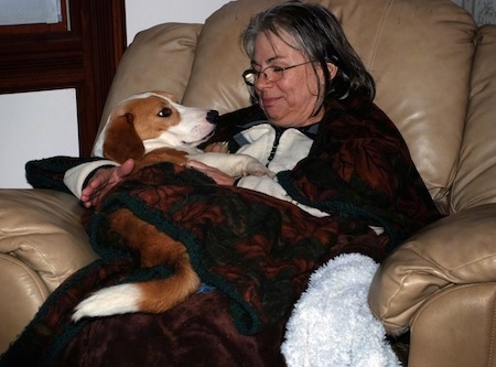 A tan and white dog cuddling with a lady in a leather recliner