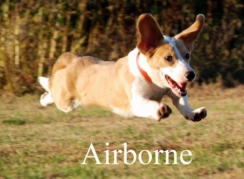Action shot of a thick, long bodied dog with very large ears that are flying up into the air making them look like they are standing on end jumping in mid air running outside with the words 'Airborne' overlayed