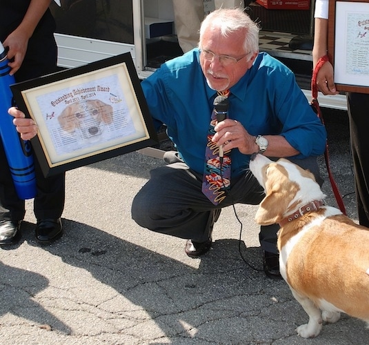 A tan and white, low to the ground, thick bodied dog with long soft ears smelling the arm of a man who is kneeling down holding a microphone and a picture in a frame