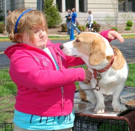 A short legged, thick bodied dog with long soft ears sitting on top of a dog crate looking at a little girl in a hot pink jacket who is about to put her arm around the dog