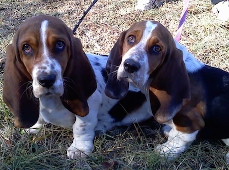 Daisy Duke and Rosce the Basset Hound puppies sitting side-by-side outside