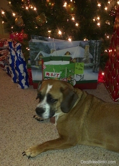 The left side of a brown with white and black Beabull that is laying in front of a Christmas tree with gifts under it.