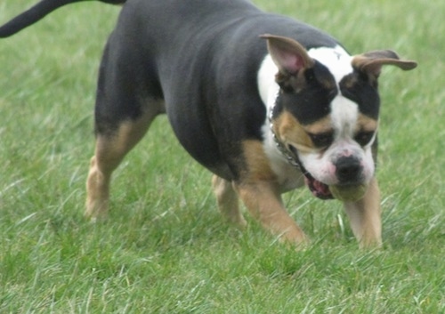 The right side of a black with tan and white Beabull that is running across grass with a tennis ball in its mouth