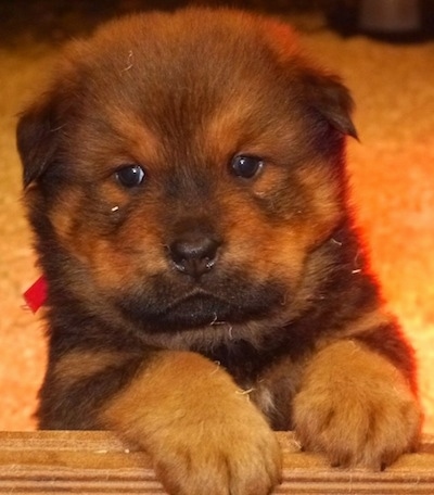 Close Up - A chocolate and tan Berner Chow puppy is laying on a rug and it is looking to the left.