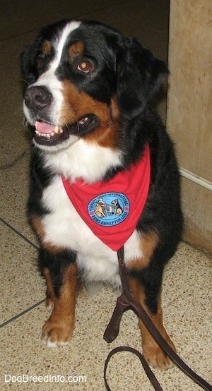 Darla the Bernese Mountain Dog wearing a red bandana with a patch that says 'therapy dog international, paws awhile for love' sitting on a tiled floor