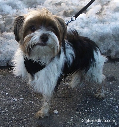 Murphy the Biewer standing on a blacktop surface in front of snow with a leash on