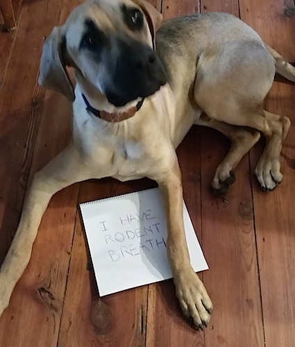 Gus the Black Mouth Cur laying on a hardwood floor with a sign under its front left paw that says 'I have rodent breath'