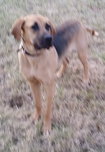Gus the Black Mouth Cur standing on grass looking to the left