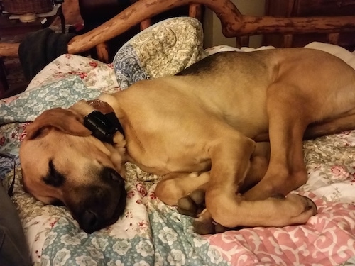 Gus the Black Mouth Cur sleeping on a human's bed