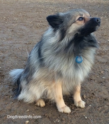 The front right side of a white and black, Black Mouth Pom Cur that is sitting in mud, it is looking up and to the right.