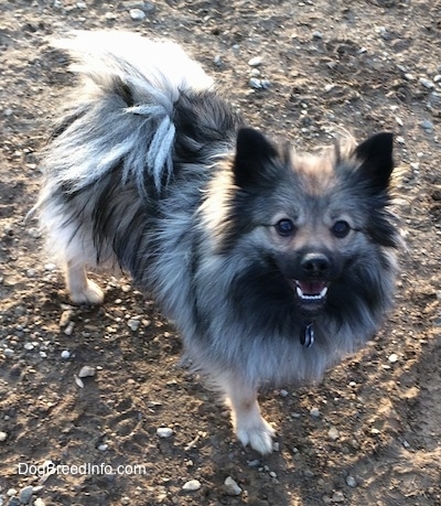 The front right side of a white and black, Black Mouth Pom Cur that is standing in dirt with mouth its open and it is looking up.