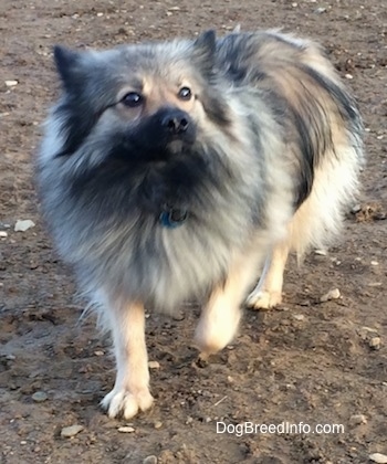 The front left side of a white and black, Black Mouth Pom Cur that is walking down dirt and it is looking forward.