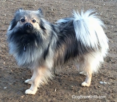 The left side of a white and black, Black Mouth Pom Cur standing in dirt looking towards you