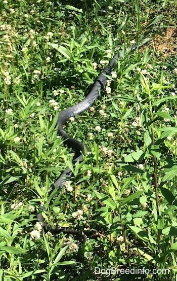 A long black snake is slithering through grass.
