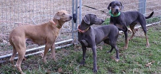 A red Lacy, a blue Lacy and a tri-colored Lacy leashed to the chain link fence they are standing next to.