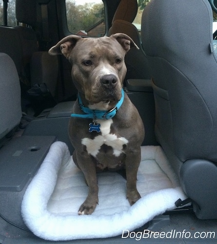 A gray with white blue-nose Pit Bull Terrier is sitting on a dog bed in the back seat area of a vehicle.