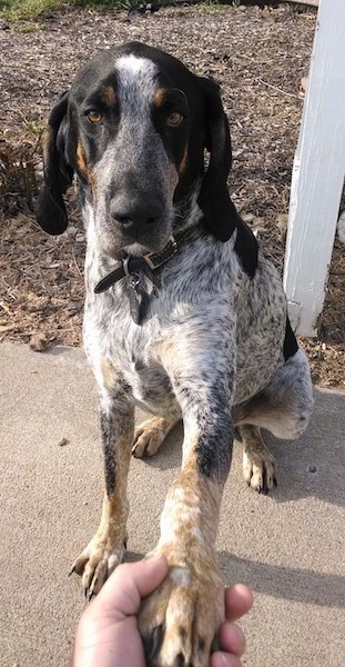 Close Up - Waylon the Bluetick Coonhound sitting on a porch with its paw in the hand of a person