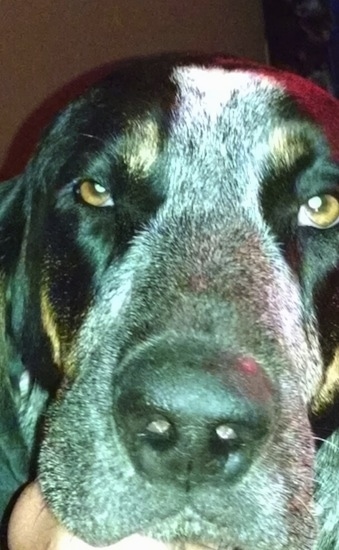 Close Up - Waylon the Bluetick Coonhound face