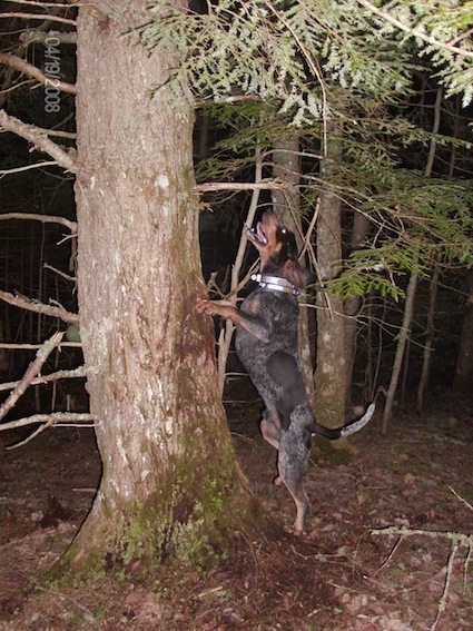 Clements Blue Prancer the Bluetick Coonhound jumping against the tree