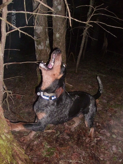 Clements Blue Prancer the Bluetick Coonhound barking and leaning against the tree