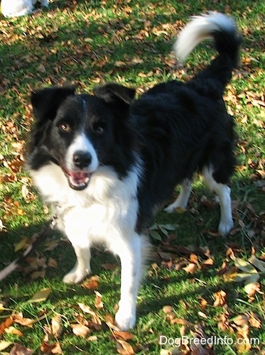 Audria the Border Collie standing in a field with its tail up and its mouth open