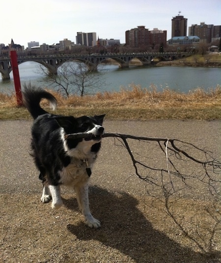 Billie the Border Collie walking down a path with a big stick in its mouth