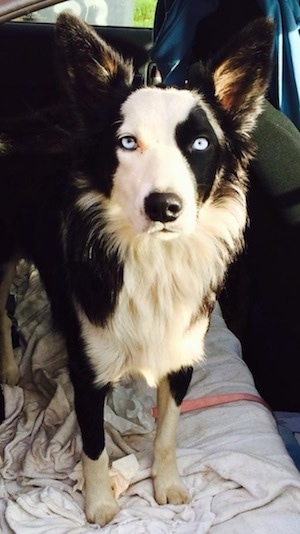 Sandra the Border Collie standing on a blanket in the backseat of a vehicle