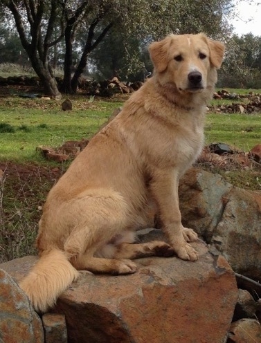 The right side of a tan Border Collie Pyrenees that is sitting across a big rock and it is looking forward.