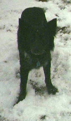 A black Border Heeler is standing on snow and it is looking up.