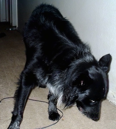 The front right side of a black Border Heeler that is standing on a carpet. It is looking down and to the right.