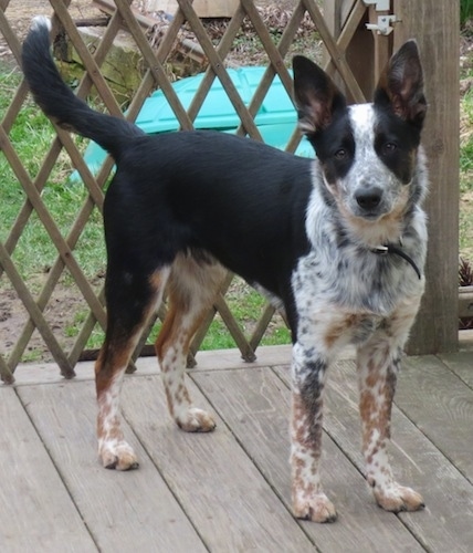 The front right side of a black with white Border Heeler that is standing on a wooden porch with a wooden gate behind it and it is looking forward.