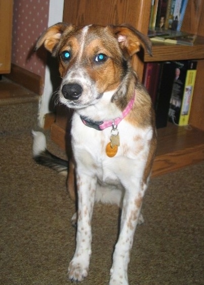 A white with brown and black Border Heeler is sitting on a carpeted floor with a bookshelf behind it.