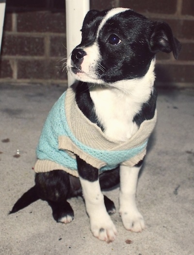 The front left side of a black with white Bossie puppy that is wearing a sweater and it is sitting on a porch, under a table.
