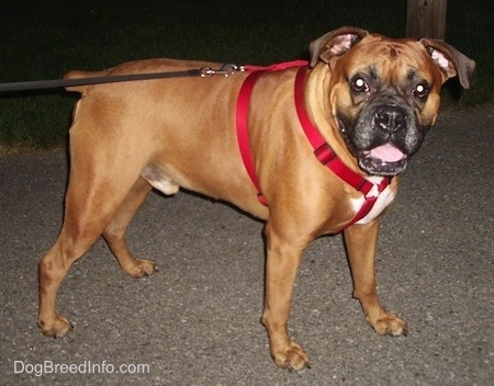 Bruiser the overweight Boxer standing on a blacktop and looking at the camera holder with its mouth open