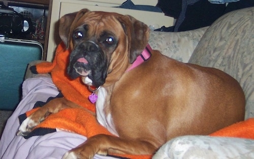 A brown with white Boxer is laying on a couch and it is looking to the left of its body. Its tongue is pushing out of its mouth.