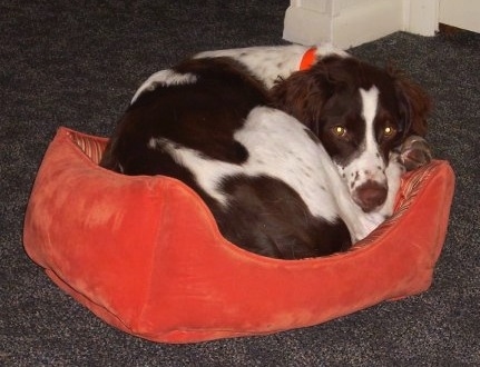 Waylon Jennings the Brittany Spaniel laying in a ball in a red dog bed
