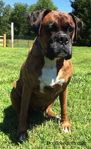 Bruno the Boxer sitting in a field