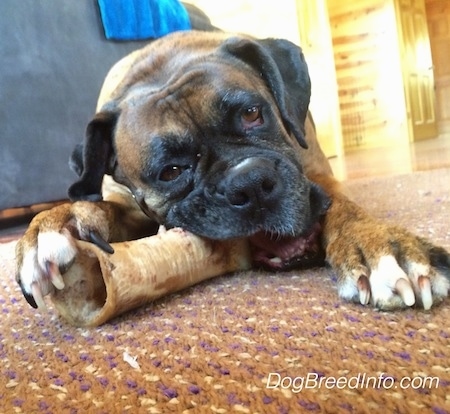 Close Up - Bruno the Boxer laying on a rug chewing a dog bone