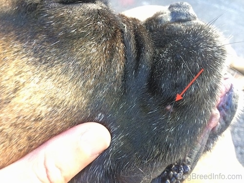 Arrow pointing to a possible mast cell on Bruno's face