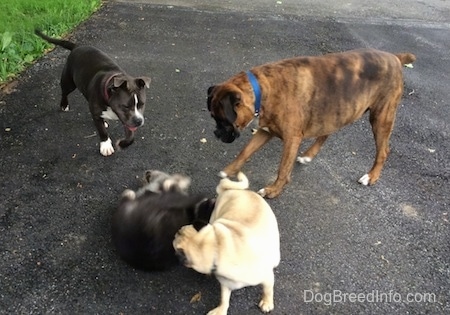 Bruno the Boxer playing with Mia the American Bully Pit, Dexter the Shiloh Shepherd puppy and Hector the Pug on a blacktop