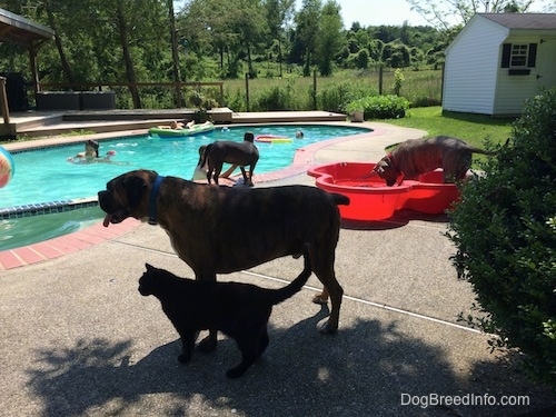 Bruno the Boxer standing next to a cat. Spencer the Pit Bull Terrier in a small pool that is poolside. Mia the American Bully Pit near the pool being pet by one of the kids