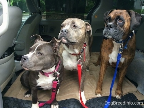 Mia the American Bully, Spencer the Pit Bull and Bruno the Boxer in a van looking into the distance