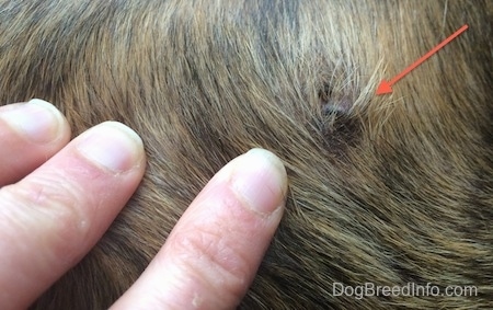 Close Up - Hand and Arrow pointing to a lump on Bruno the Boxer