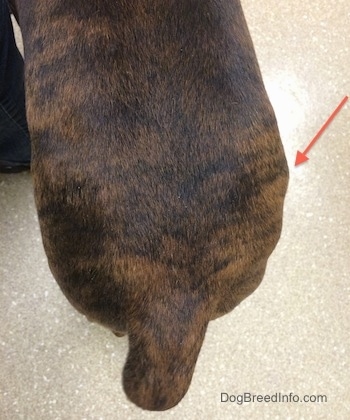 An Arrow pointing to a fatty pocket on Bruno the Boxer's hip