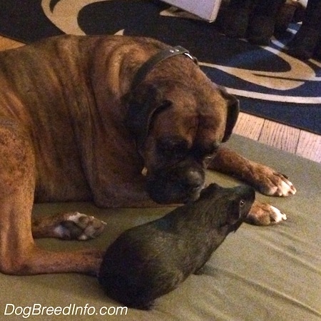 Bruno the Boxer laying on a blanket next to Bruce the Guinea Pig
