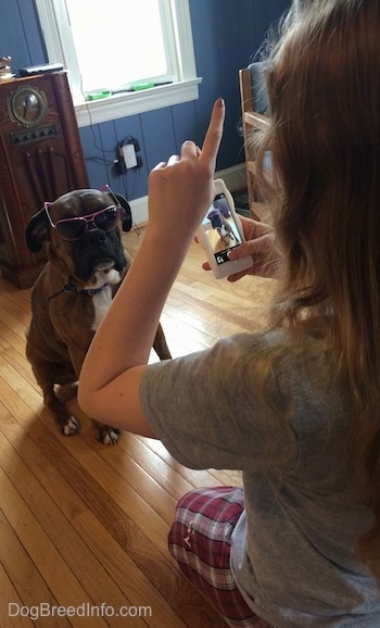 Sara taking a picture of Bruno the Boxer who is wearing a pair of glasses